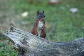 Squirrel sitting on tree stump from the front, seeing, Buchhofen, Bavaria, Germany
