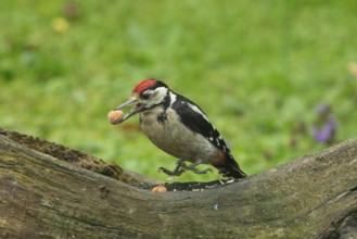 Spotted woodpecker young bird with nut in beak sitting on tree trunk looking left, Buchhofen,