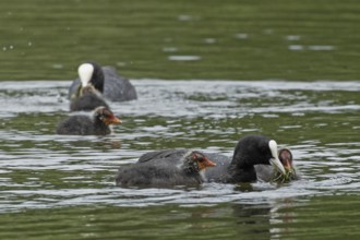 Blessralle adult bird with food in beak swimming right seeing with three young birds swimming
