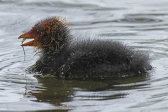 Blessralle Jungvogel swimming left looking in water, Nuremberg, Bavaria, Germany