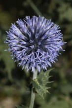 Blue globe thistle blue opened flowers, Buchhofen, Bavaria, Germany