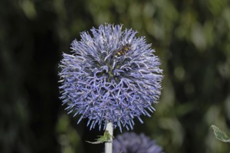 Blue globe thistle seeing blue open flowers with insect sitting right, Buchhofen, Bavaria, Germany