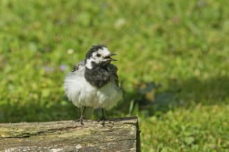 Wagtail with open beak on tree trunk in green grass looking from front right, Buchhofen, Bavaria,
