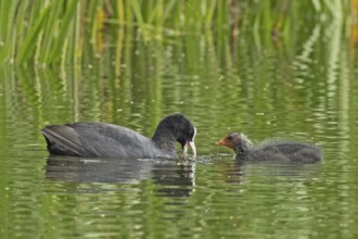 Blessralle adult bird swimming right looking down next to young bird swimming left looking in