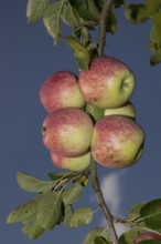 Apple branch with green leaves and several red apples against a blue sky, Buchhofen, Bavaria,