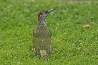 Green woodpecker looking young bird standing in green grass from back right, Buchhofen, Bavaria,