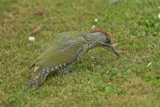 Green woodpecker young bird standing in green grass looking on the right, Buchhofen, Bavaria,