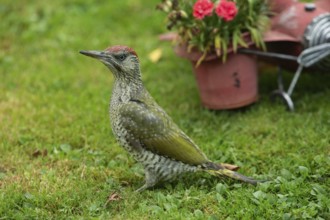 Green woodpecker young bird standing in green grass, Buchhofen, Bavaria, Germany