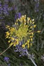 Yellow leek inflorescence with many yellow flowers in front of purple flowers, Buchhofen, Bavaria,