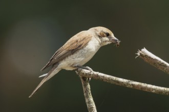 Red-backed shrike young bird with food in beak sitting on branch looking right, Arnhofen, Bavaria,