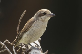 Red-backed shrike young bird sitting on tree trunk looking right, Arnhofen, Bavaria, Germany