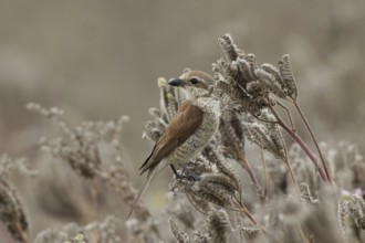 Red-backed shrike young bird sitting on brown fruit stands looking back from the front left,