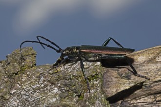 Muskbuck sitting on tree trunk looking left against blue sky, Buchhofen, Bavaria, Germany
