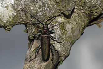Muskbuck sitting on tree trunk looking up against blue sky, Buchhofen, Bavaria, Germany