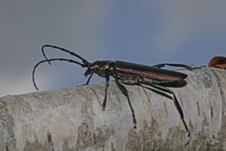 Muskbuck sitting on tree trunk looking left against blue sky and white clouds, Buchhofen, Bavaria,