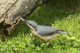Nuthatch young bird with nut in beak looking left in green grass, Buchhofen, Bavaria, Germany