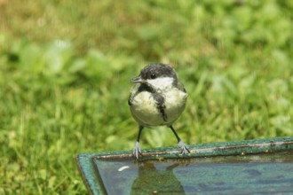 Great tit standing on table with water in green grass looking from front left, Buchhofen, Bavaria,