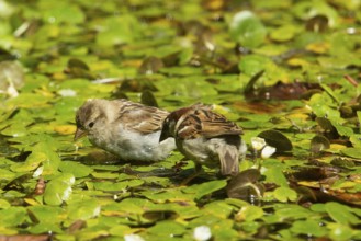 House sparrow looking at two birds standing side by side on water plants, Buchhofen, Bavaria,