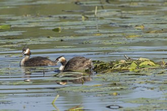 Grebes two adult birds with reflection next to nest floating in water left, Pfatter, Bavaria,