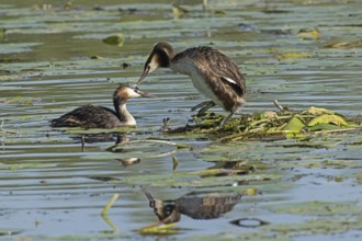 Grebe two adult birds with reflection next to nest with egg standing in water looking left and