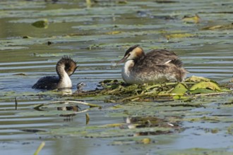 Grebe two adult birds with reflection sitting on nest looking left and swimming right seeing and