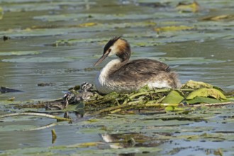 Grebe adult bird sitting in nest in water looking left with two young birds swimming next to nest