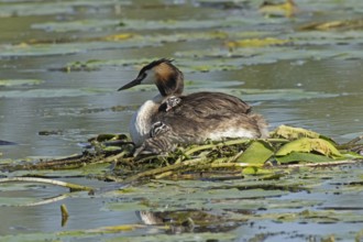 Grebe adult bird sitting in nest in water looking left with two young birds in plumage sitting