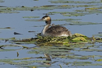 Grebe adult bird sitting in nest in water looking left with young bird in plumage sitting left