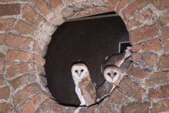 Barn owl four young birds in a round wall opening looking from the front, Kitzenhofen, Bavaria,