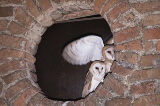 Barn owl two young birds with open wings in a round wall opening looking from the front,