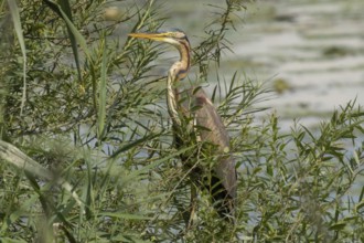 Purple heron standing in green willow bushes looking left in front of water, Pfatter, Bavaria,