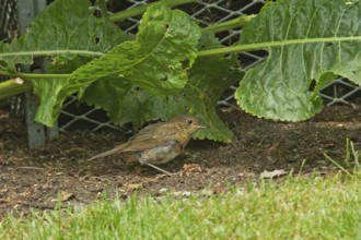 Robin looking right on the ground in front of green leaves, Buchhofen, Bavaria, Germany