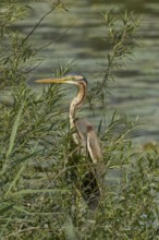 Purple heron standing in green willow bushes looking left in front of water, Pfatter, Bavaria,
