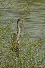 Purple heron in green willow bushes standing in front of water looking from the front right,