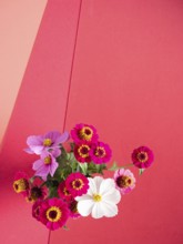 Group of vibrant pink, magenta, and white flowers creating a colorful border
