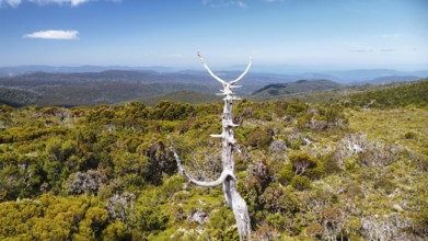 A dead tree in front of the vastness of Tasmania, photograped with a drone