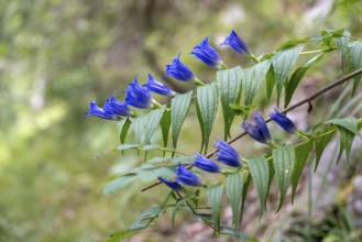 Blooming swallowwort gentian (Gentiana asclepiadea) seen in the Chiemgau Alps, Bavaria, Germany