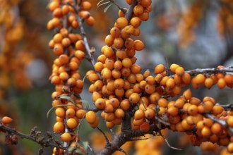 Ripe sea buckthorn fruits (Hippophae rhamnoides) on a bush, Darß, Mecklenburg-Western Pomerania,