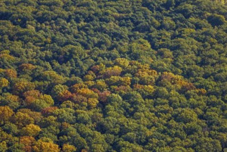 Aerial view, Pilsholz forest in autumn colors, Rhynern district, Hamm, Ruhr region, North