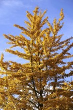 Ginkgo tree in autumn, Germany