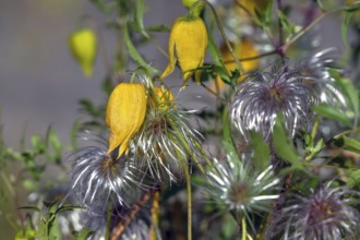 Gold Clematis (Clematis tangutica), Ahrenhoop, Darß, Mecklenburg-Western Pomerania, Germany