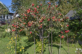 Ripe apples (Malus) on a tree in a garden, Ahrenshoop, Darß, Mecklenburg-Western Pomerania, Germany