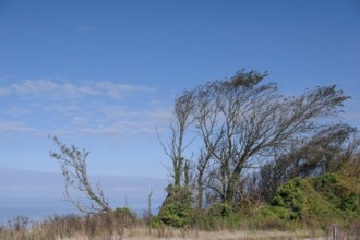 Sloping trees, so-called wind escapes on the Baltic Sea, Ahrenshopp, Darß, Mecklenburg-Western