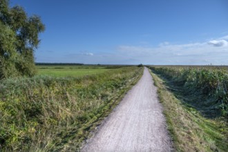 Footpath leads through the lagoon landscape, Baltic Sea, Ahrenshoop, Darß, Mecklenburg-Western