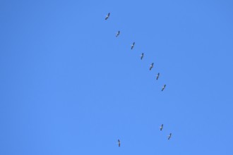 Flying cranes (Grus grus) in the blue sky, Darß, Baltic Sea, Mecklenburg-Western Pomerania, Germany