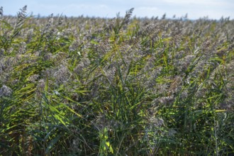 Reed, reed (Phragmites australis) on the lagoon, Baltic Sea, Ahrenshoop, Darß, Mecklenburg-Western
