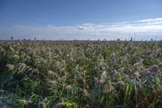 Reed, reed (Phragmites australis) on the lagoon, Baltic Sea, Ahrenshoop, Darß, Mecklenburg-Western