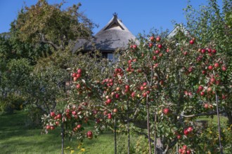 Ripe apples (Malus) on a tree in a garden, Ahrenshoop, Darß, Mecklenburg-Western Pomerania, Germany