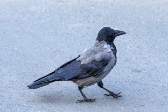 Cloudy crow (Corvus cornix) on the street, Darß, Baltic Sea, Mecklenburg-Vorpommern, Germany