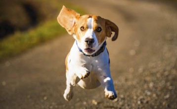 A beagle flying down the path with ears flapping in daylight, Graz, Austria